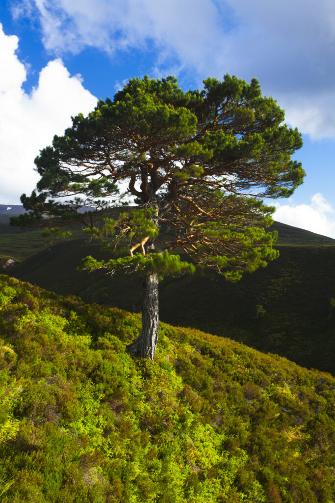Scotland, Scottish Highlands, Cairngorms National Park. A lone Scots Pine (Pinus sylvestris) on the hills of the Rothiemurchus Estate in the Cairngorms National Park.