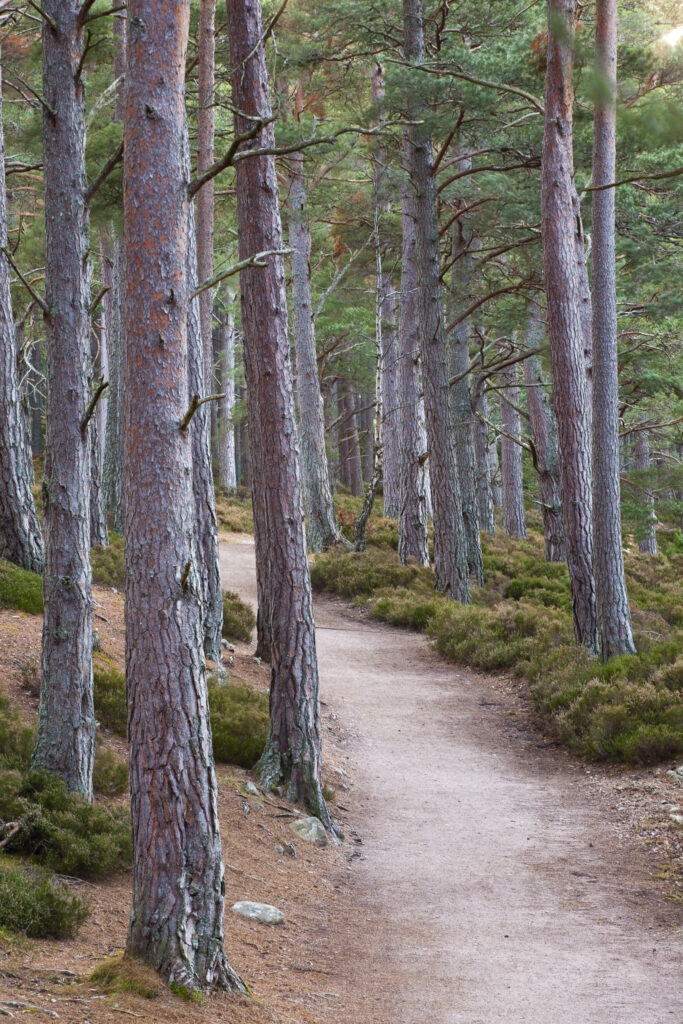 Scotland, Scottish Highlands, Cairngorms National Park. Native woodland in the Rothiemurchus Estate near Loch an Eilein.