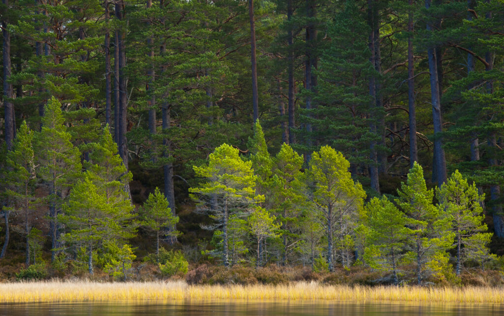 Scotland, Scottish Highlands, Cairngorms National Park. Native woodland in the Rothiemurchus Estate near Loch an Eilein.
