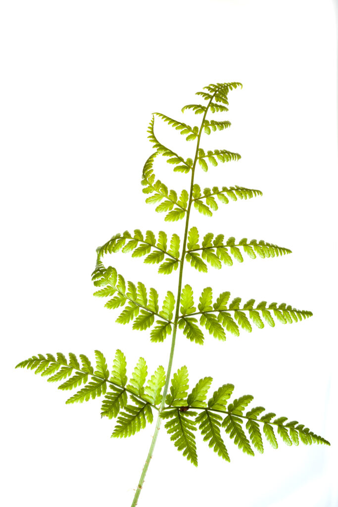 England. Northumberland, Fern. Native Fern growing in the county of Northumberland, UK. Photographed outdoors.