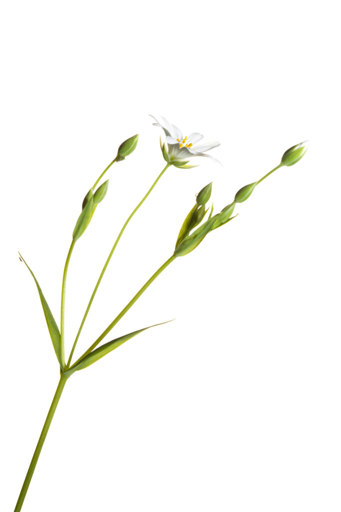 England. Northumberland, Stichwort. Stichwort flower growing in the county of Northumberland, UK. Photographed outdoors.