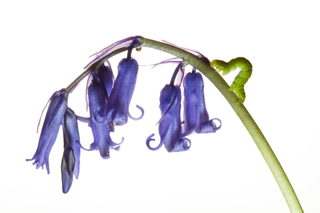 Caterpillar on wild Bluebell flowers growing in the county of Northumberland, UK. Photographed outdoors.