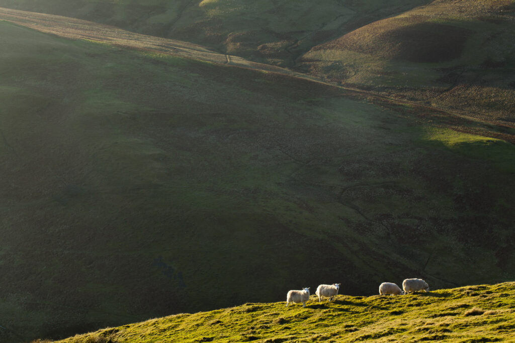 Scotland, Scottish Borders, Dere Street Roman Road. View from the Dere Street Roman Road looking towards Sheep grazing on the rolling uplands of the Borders.