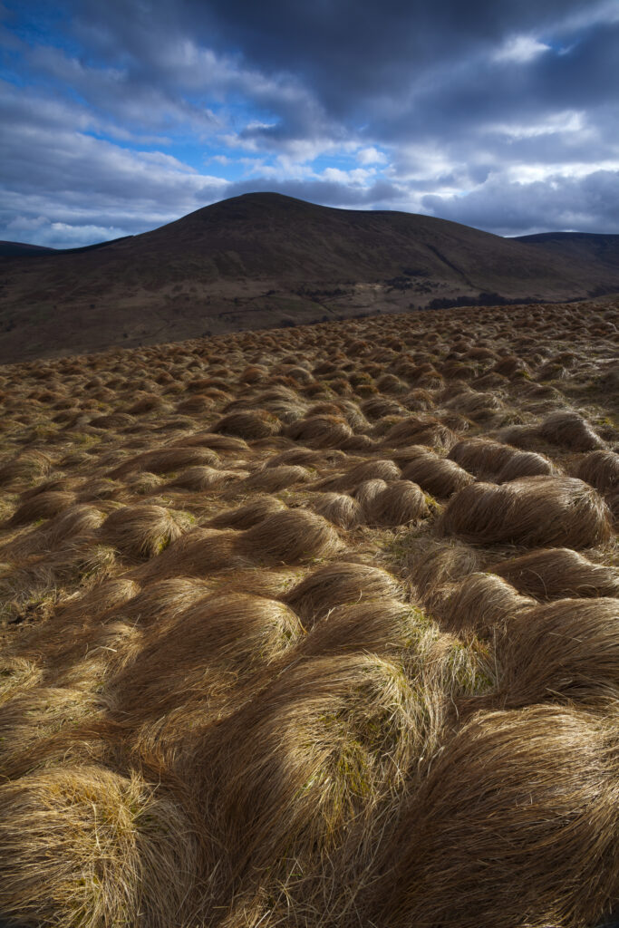 England, Northumberland, Northumberland National Park. Tussock on the remote hills of the Harthope Valley in the heart of the Northumberland National Park.