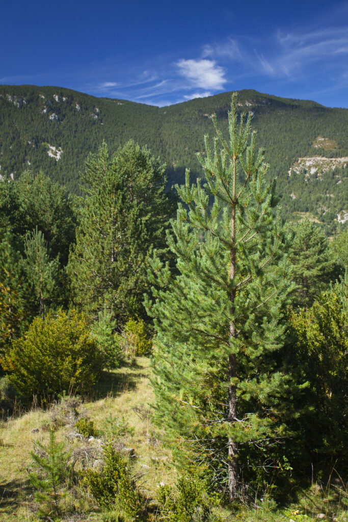 Spain, Catalonia, Pyrenees, Gósol. Trees high in the Pyrenees mountains near Gósol and the Vall De Josa.