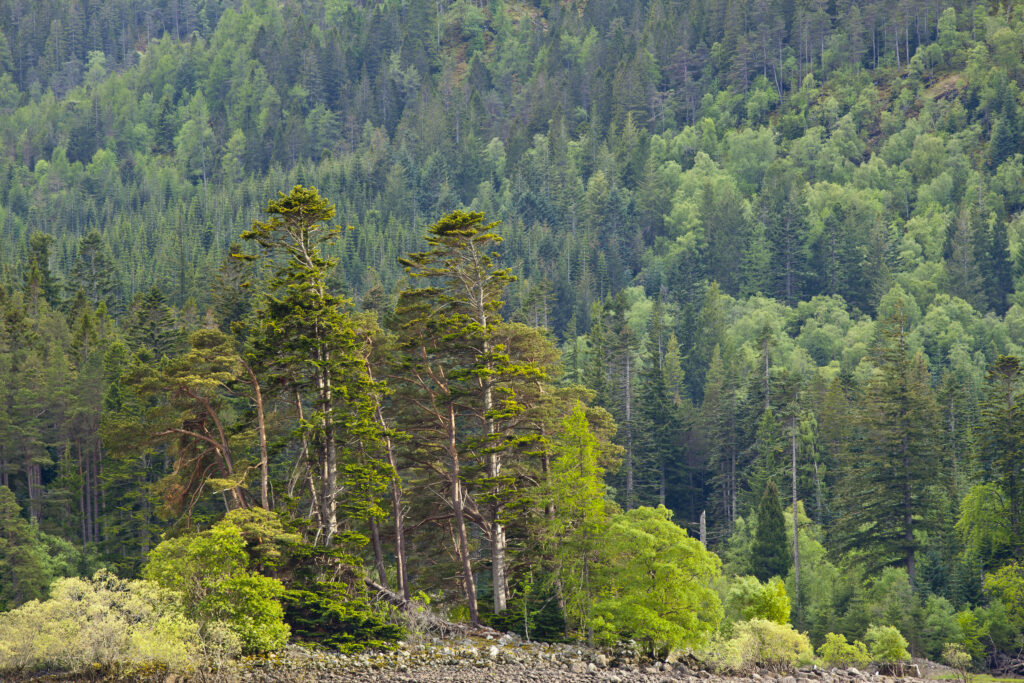 Scotland, Scottish Highlands, Loch Laggan. Group of native Scots Pine trees on the banks of Loch Laggan, remnants of the ancient Caledonian Forest