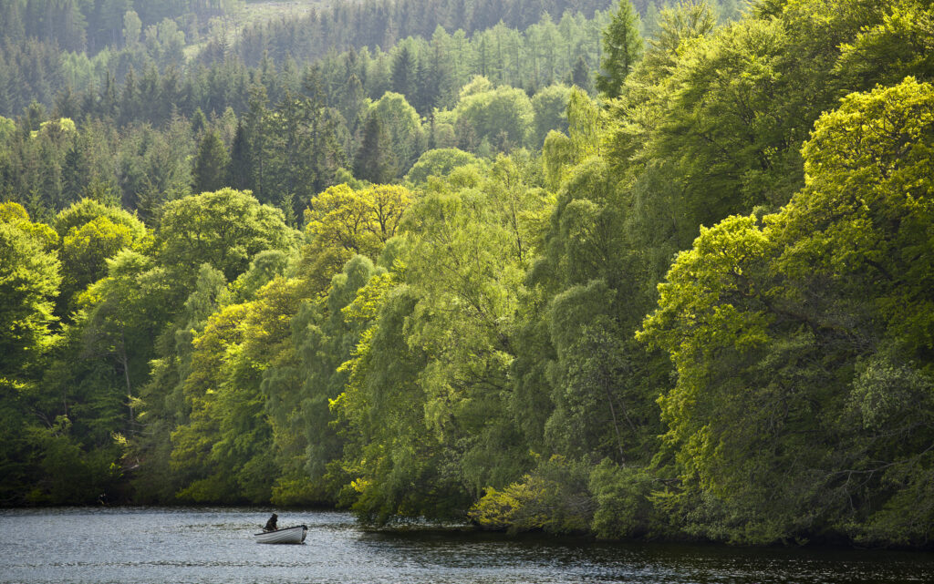 Scotland, Perth and Kinross, Pitlochry. Fishing from a boat on Loch Faskally, surrounded by a dense forest.