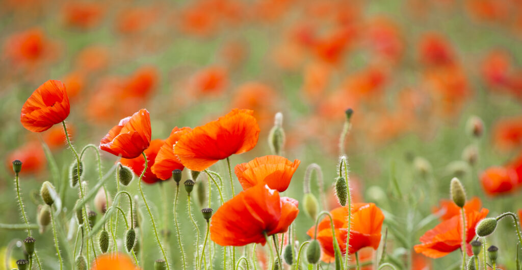 England, Northumberland, Corbridge. Poppy Field in Northumberland, UK.
