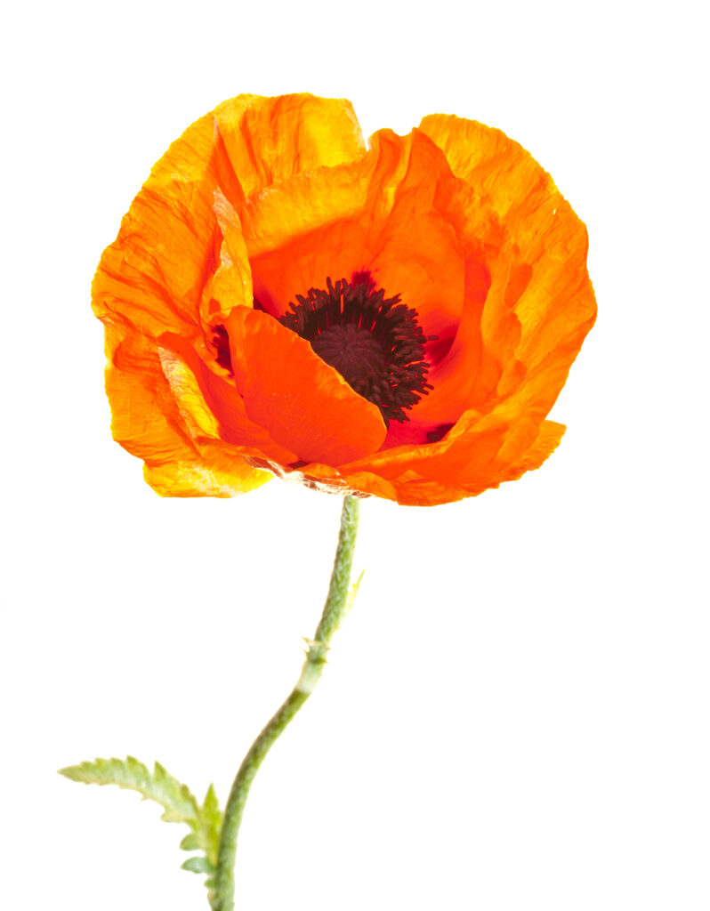 England, Northumberland, Bamburgh. Oriental Poppy growing wild in the sand dunes near the coast. Photographed outdoors using a 'field studio'.