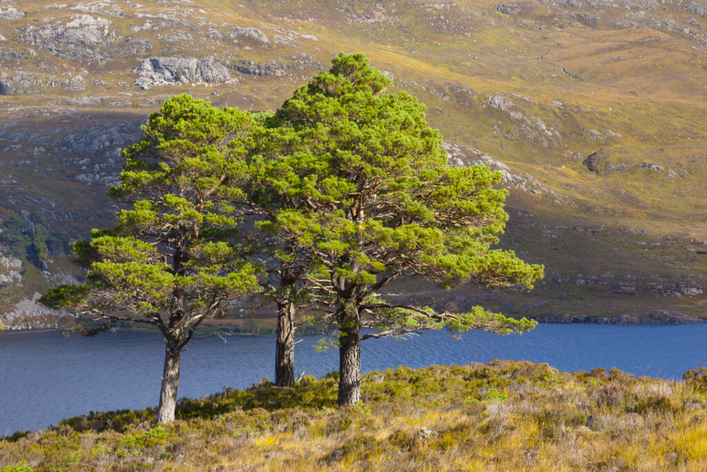Scotland, Scottish Highlands, Beinn Eighe NNR. Scotch Pines above Loch Maree, remnants of the great Caledonian forest which once covered the Scottish highlands from coast to coast.