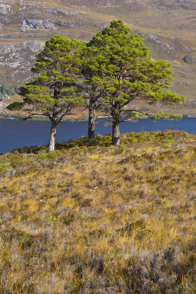 Scotland, Scottish Highlands, Beinn Eighe NNR. Scotch Pines above Loch Maree, remnants of the great Caledonian forest which once covered the Scottish highlands from coast to coast.