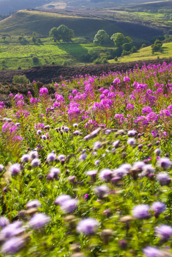 England, Staffordshire, Peak District National Park. Wild flowers and summer heather on moorland near the Roaches in the Peak District National Park.
