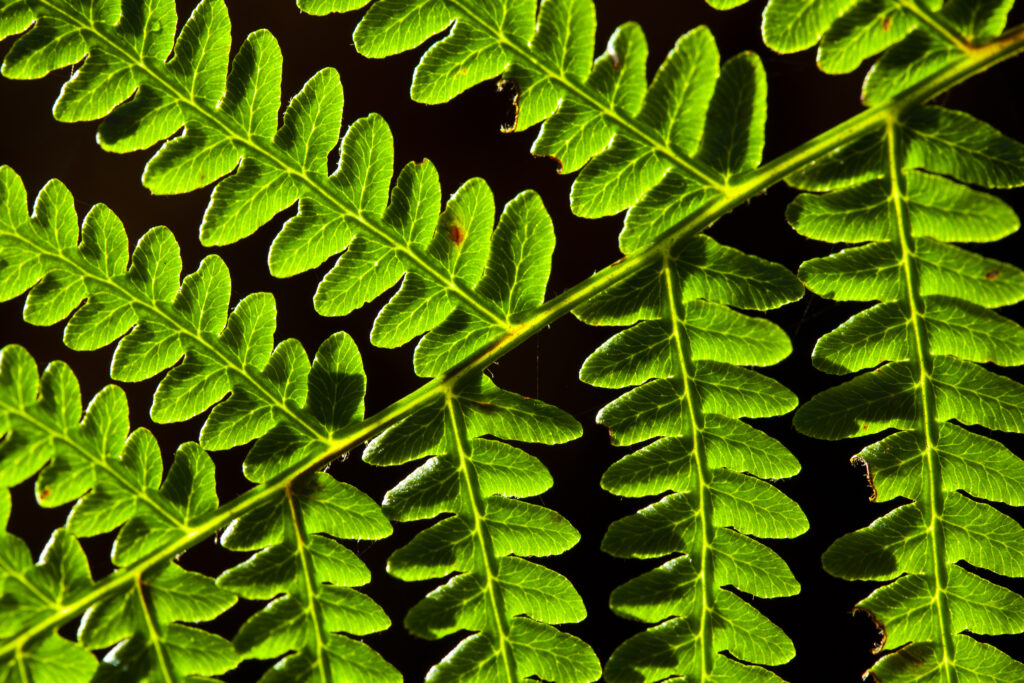 England, Northumberland, Northumberland National Park. Detail shot of a backlit fern growing near Simonside in the Northumberland National Park.