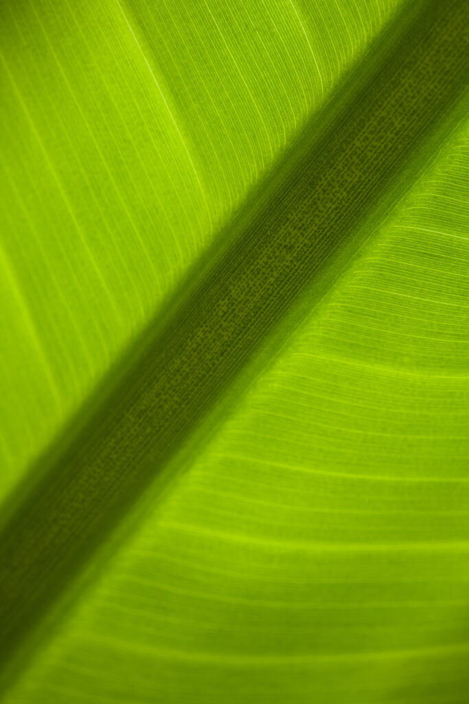 England, Tyne & Wear, Sunderland Winter Gardens. Detail shot of a palm leaf in the Sunderland Winter Gardens.