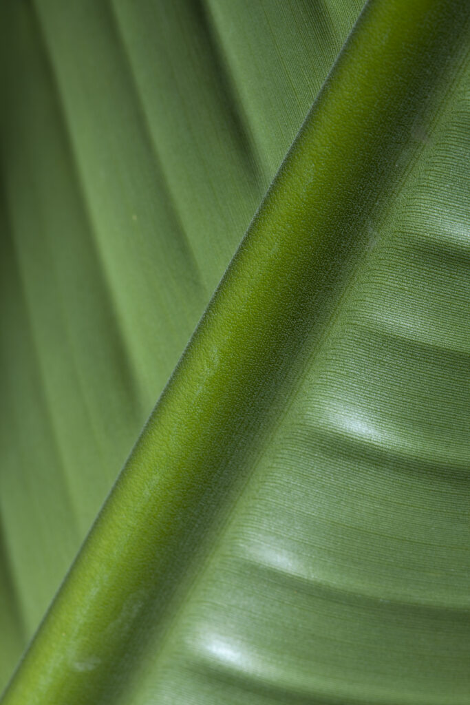England, Tyne & Wear, Sunderland Winter Gardens. Detail shot of a palm leaf in the Sunderland Winter Gardens.