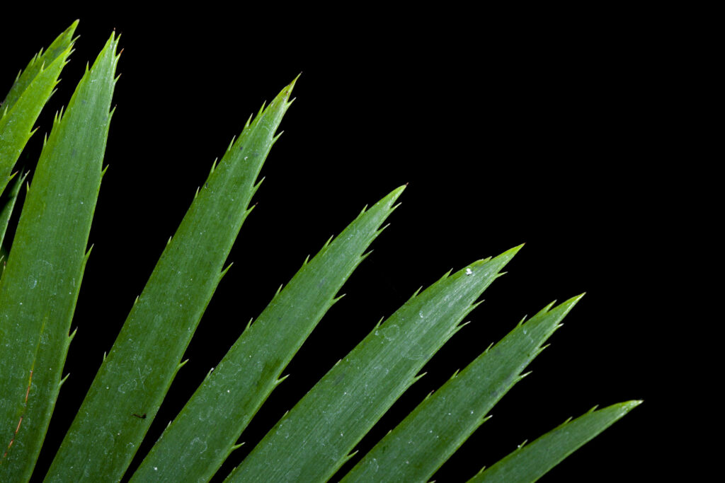 England, Tyne & Wear, Sunderland Winter Gardens. Detail shot of a leaf of a tropical plant growing in the Sunderland Winter Gardens.