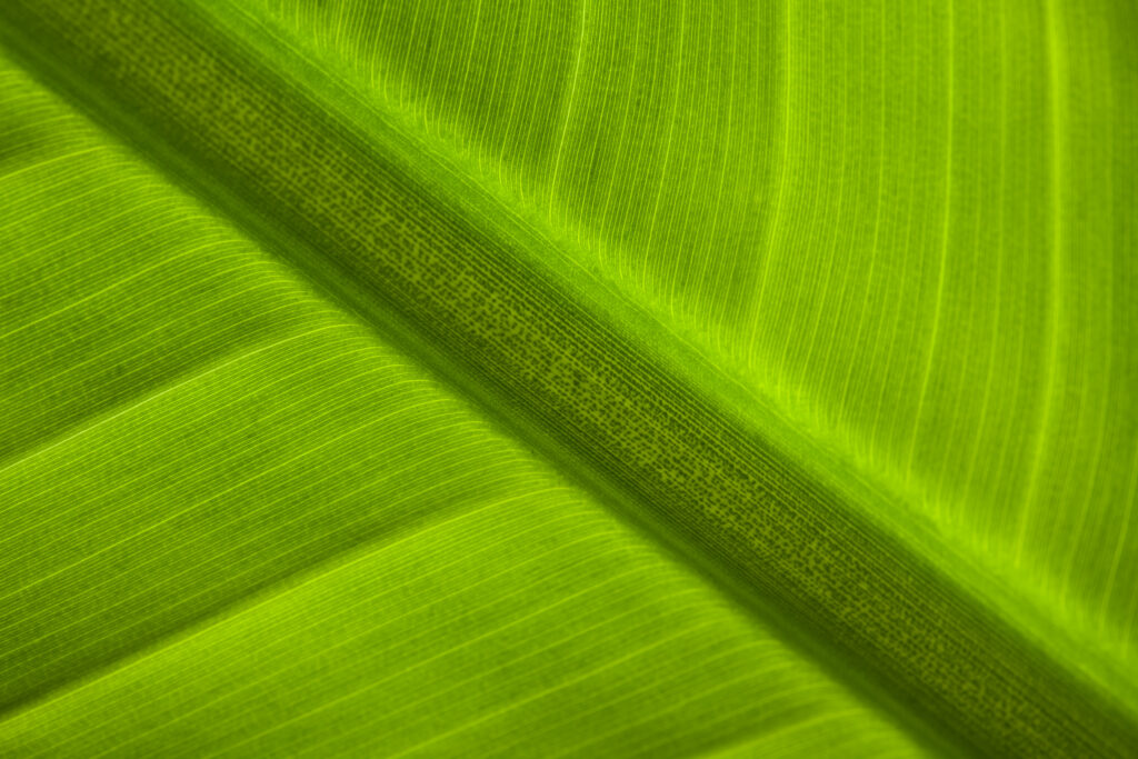 England, Tyne & Wear, Sunderland Winter Gardens. Detail shot of a palm leaf in the Sunderland Winter Gardens.