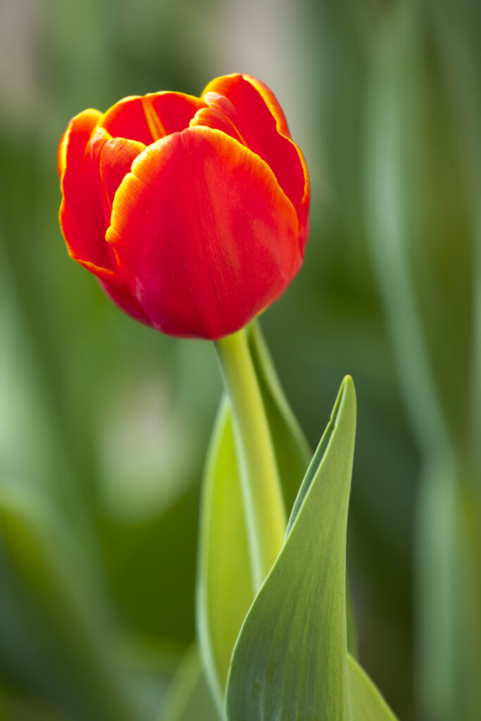 England, Northumberland, Rothbury. Flowering Tulips in the Cragside Estate (National Trust) formal garden.