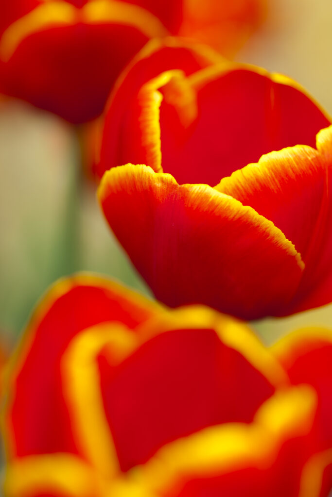 England, Northumberland, Rothbury. Flowering Tulips in the Cragside Estate (National Trust) formal garden.