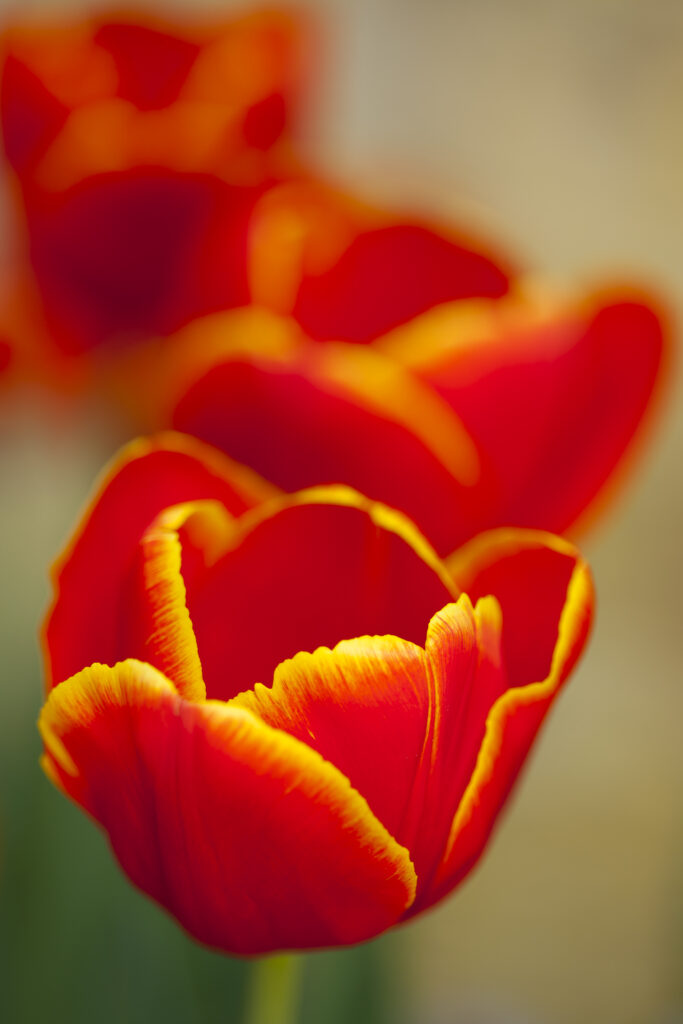 England, Northumberland, Rothbury. Flowering Tulips in the Cragside Estate (National Trust) formal garden.