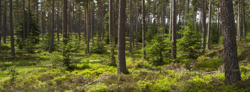 Scotland, Scottish Highlands, Cairngorms National Park. Scots Pine (Pinus sylvestris) in a remnant of the ancient Caledonian Forest near Grantown in the Highlands.