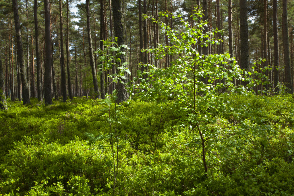 Scotland, Scottish Highlands, Cairngorms National Park. Scots Pine (Pinus sylvestris) in a remnant of the ancient Caledonian Forest near Grantown in the Highlands.
