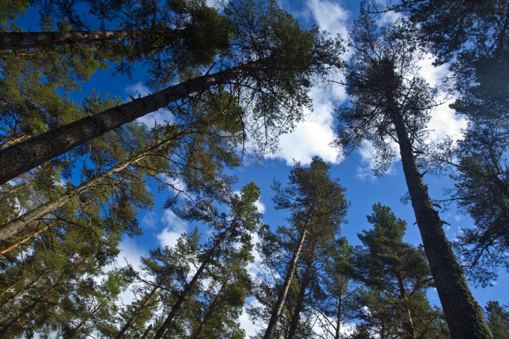 Scotland, Scottish Highlands, Cairngorms National Park. Scots Pine (Pinus sylvestris) in a remnant of the ancient Caledonian Forest near Grantown in the Highlands.