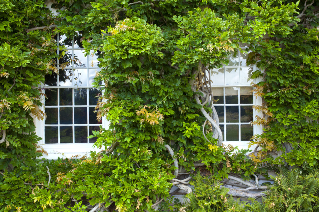 England, Staffordshire, Shugborough Hall. Clinging tree growing around window frames of a property in the Shugborough Hall National Trust Estate.