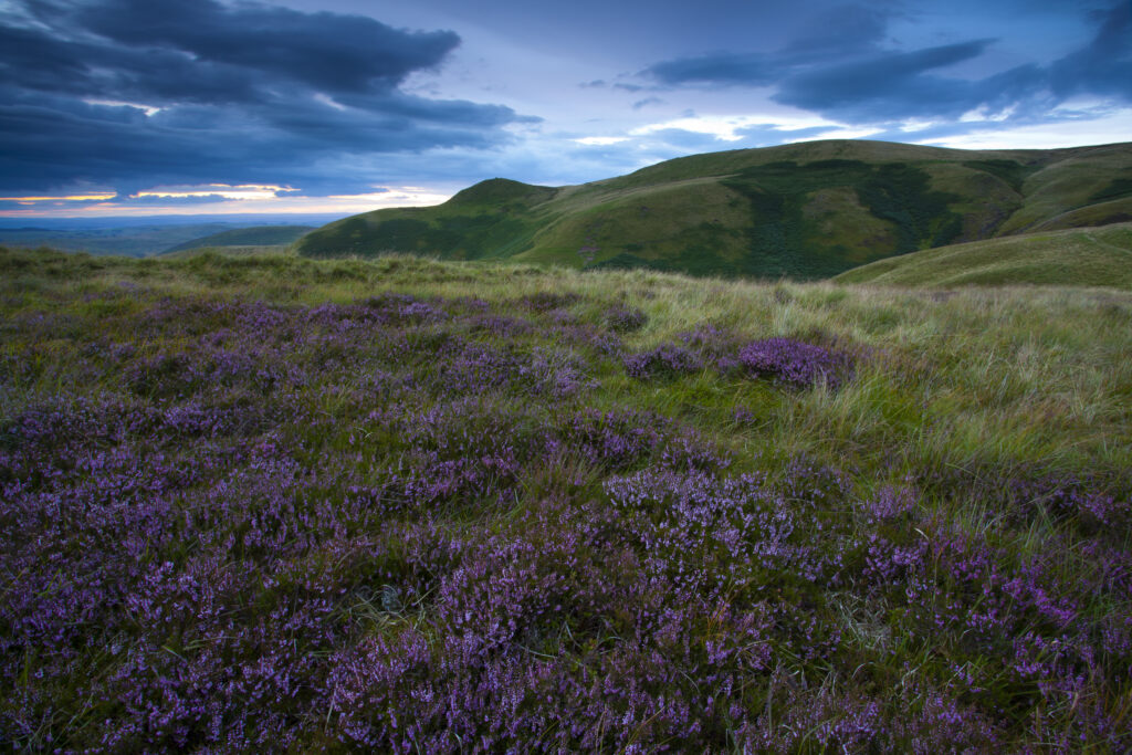 Scotland, Scottish Borders, English Border / Northumberland National Park. Looking across purple heather towards Lamb Hill and the Northumberland Cheviot Hills in England.