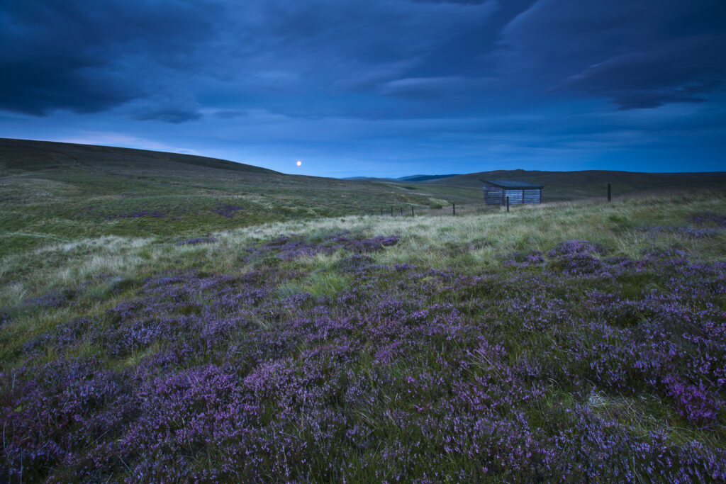 Scotland, Scottish Borders, English Border / Northumberland National Park. Looking across purple heather towards Lamb Hill and the Yearning Saddle Refuge Hut located on the Northumberland Cheviot Hills in England.