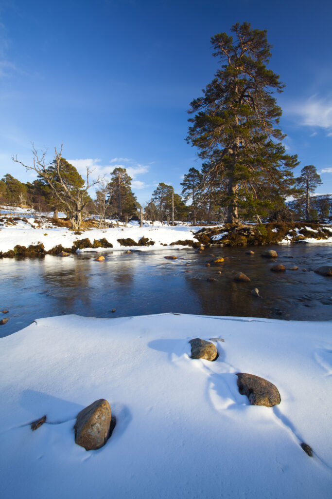 Scotland, Aberdeenshire, Mar Lodge Estate. Scots Pines alongside a mountain river, under the shadow of snow covered hills near Braemar and the Linn of Dee.