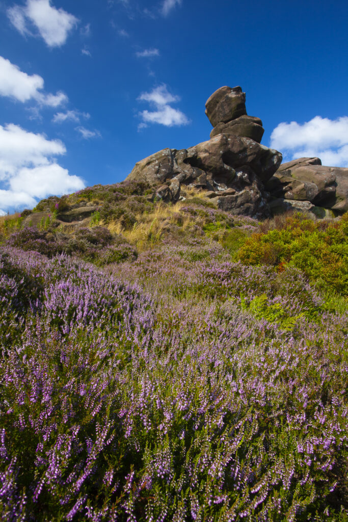 England, Staffordshire, Peak District National Park. Flowering summer heather on moorland near the rocky outcrop known as the Roaches in the Peak District National Park.