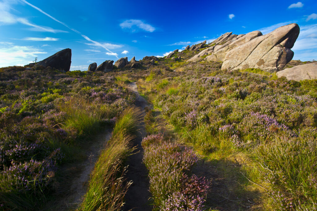 England, Staffordshire, Peak District National Park. Flowering summer heather on moorland near the rocky outcrop known as the Roaches in the Peak District National Park.