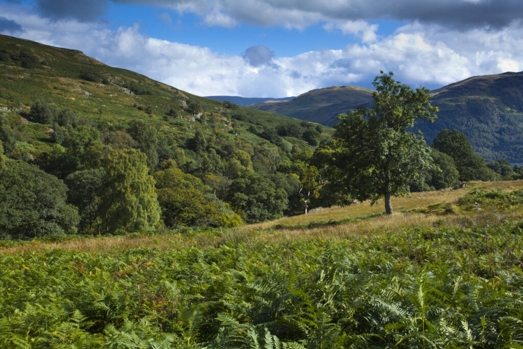 England, Cumbria, Lake District National Park. Fern covered fells above Aira Force, near Ullswater in the English Lake District.