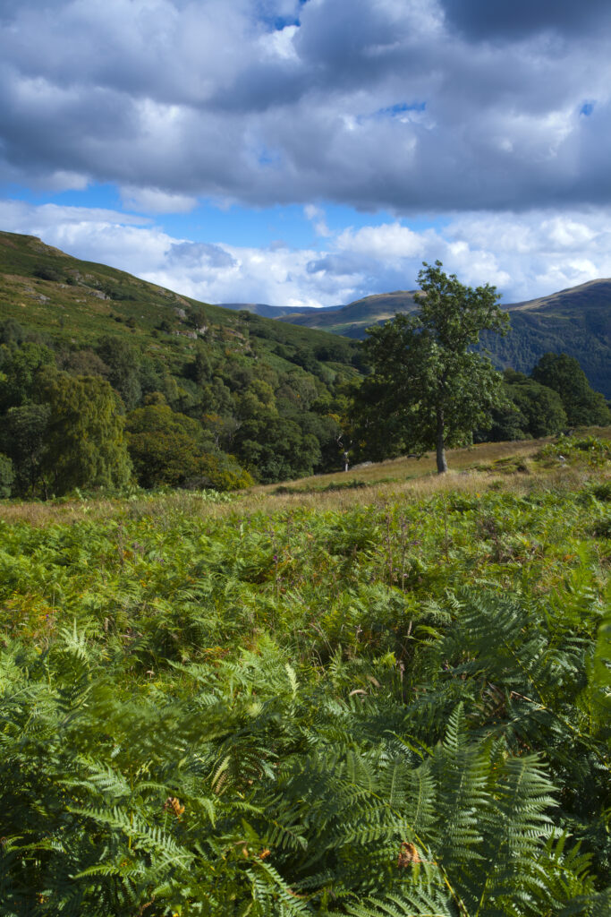 England, Cumbria, Lake District National Park. Fern covered fells above Aira Force, near Ullswater in the English Lake District.