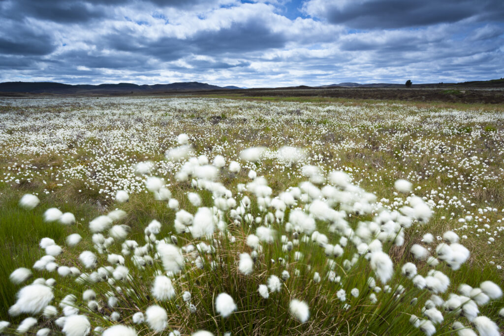 Scotland, Scottish Highlands, Cairngorms National Park. Cotton Grass flowering in moorland near Grantown on Spey within the Cairngorms National Park.