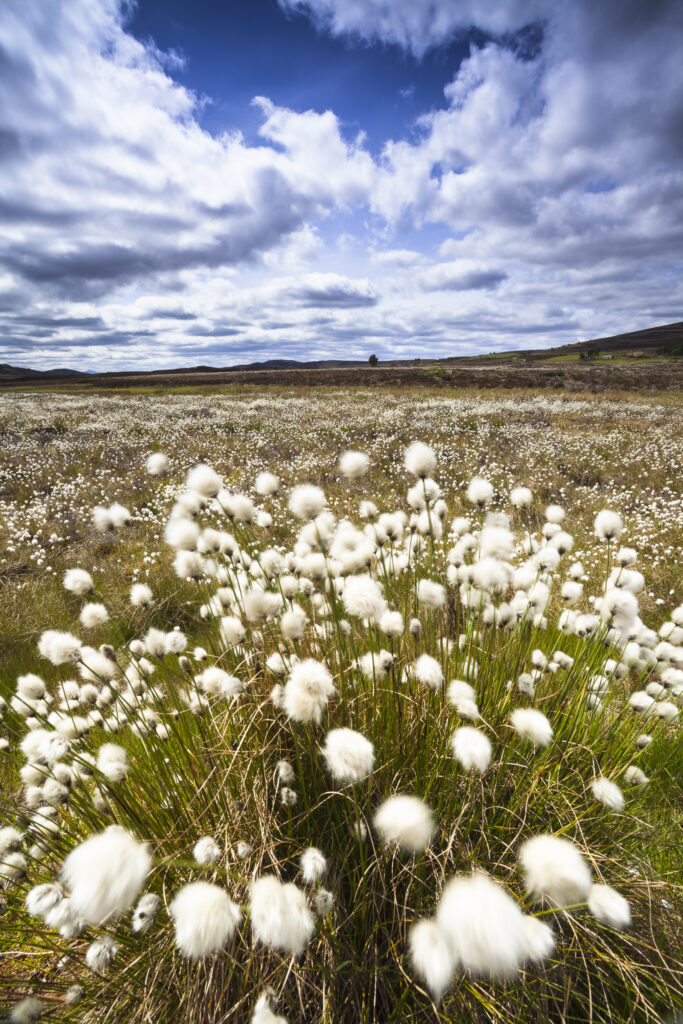 Scotland, Scottish Highlands, Cairngorms National Park. Cotton Grass flowering in moorland near Grantown on Spey within the Cairngorms National Park.