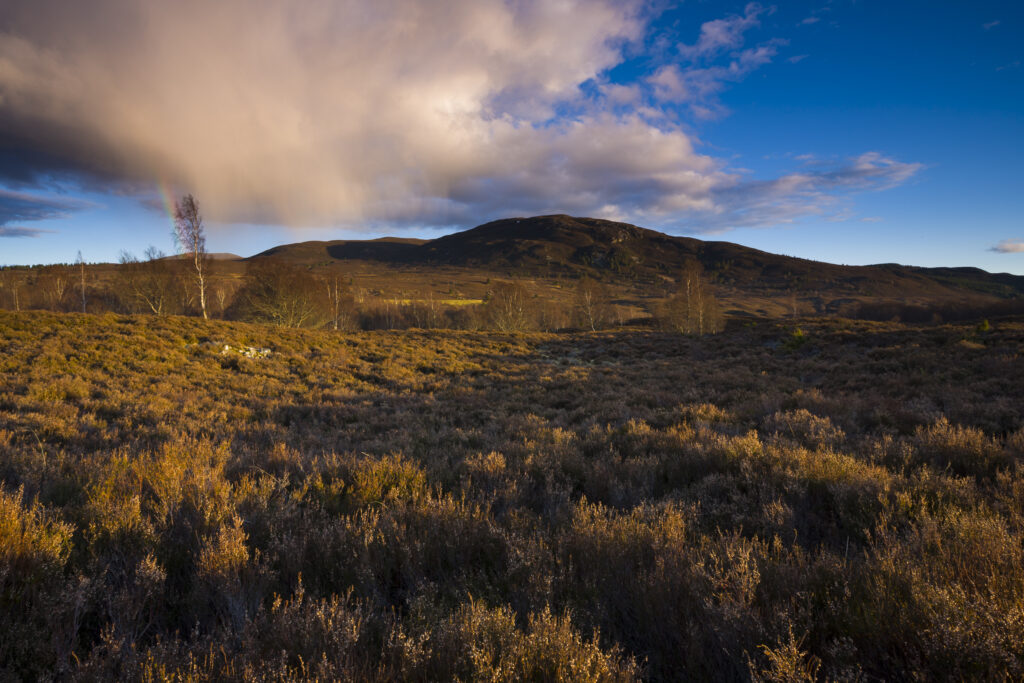 Scotland, Scottish Highlands, Cairngorms National Park. Rainbow above moorland near the Abernethy Forest within the Cairngorms National Park.