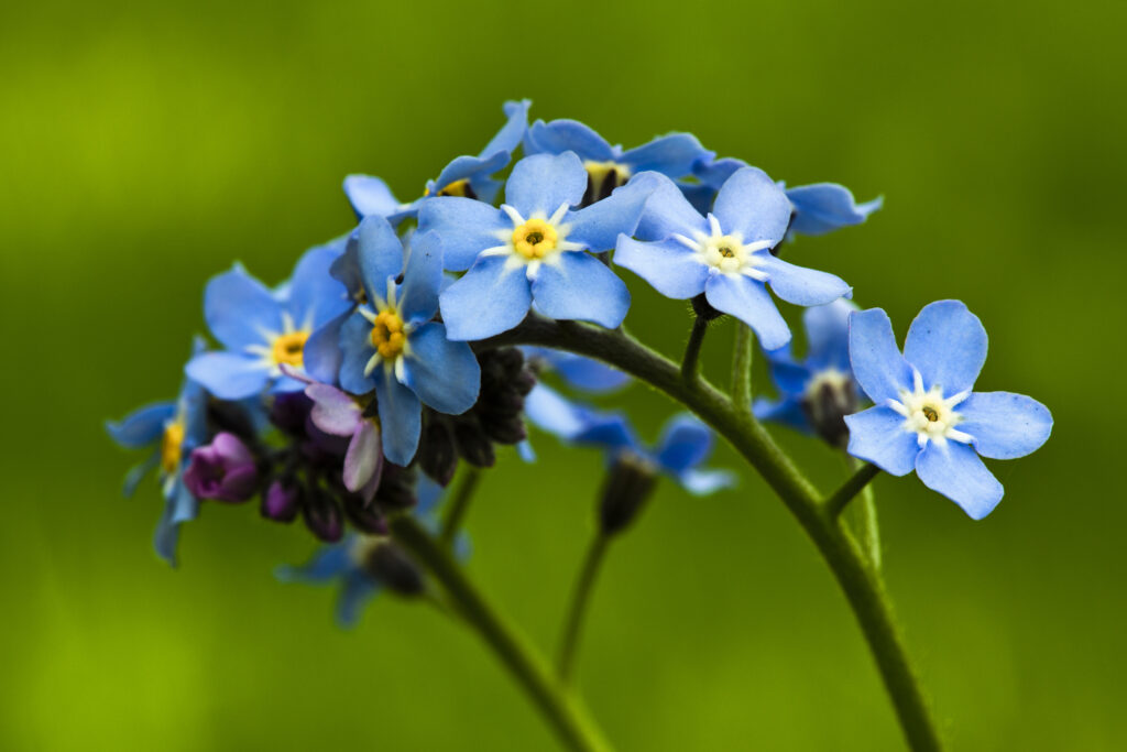 England, Northumberland, Forget me not. Forget me not flowers, growing in a garden in south Northumberland.