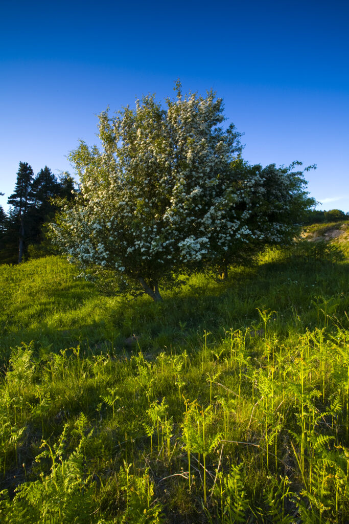 England, Northumberland, Kyloe Hills. Native ferns and flowering Hawthorn Tree on the Kyloe Hills.