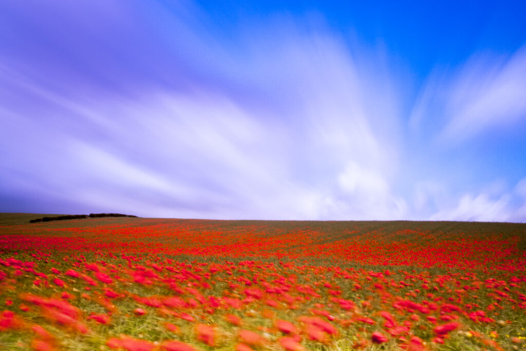 England, Northumberland, Corbridge. Poppy Field in Northumberland, UK.