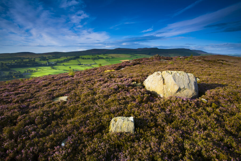 England, Northumberland, Rothbury. Flowering heather on the open moorland known as the Rothbury Terraces, looking towards Simonside.