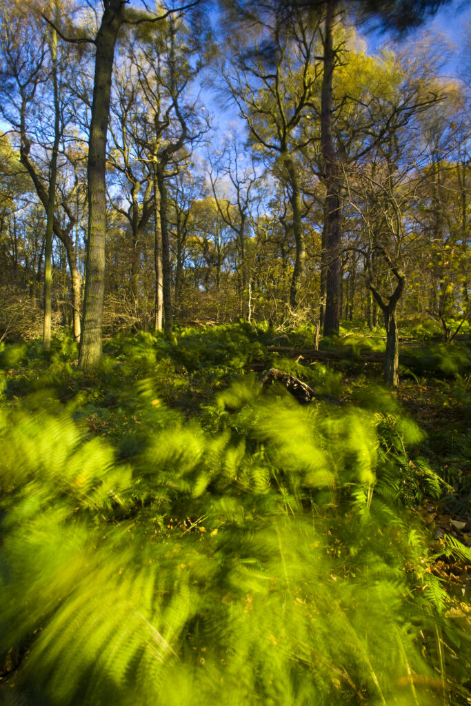 England, Tyne & Wear, Newcastle Upon Tyne. Ferns in woodland sway in a light autumnal wind. This woodland is part of the Gosforth Park Nature Reserve, a private reserve managed by the Natural History Society of Northumbria.