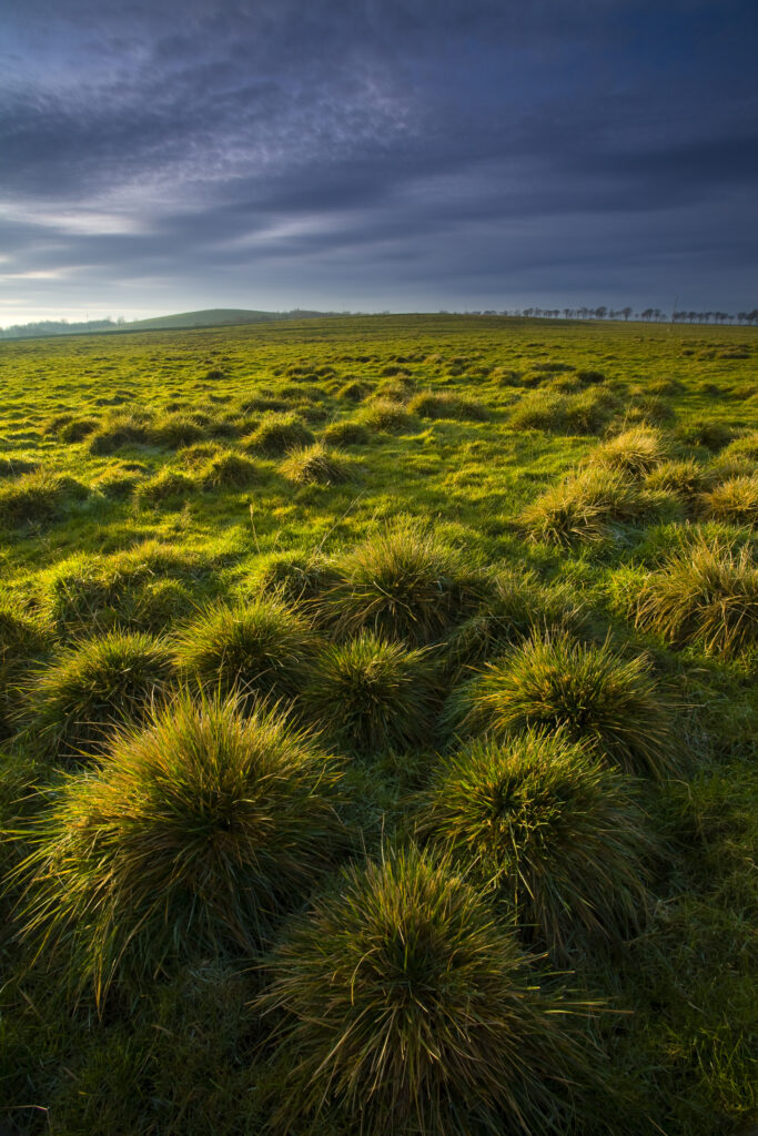 England, Tyne & Wear, Newcastle Upon Tyne. Tussock on the Town Moor, a large area of common land located within the city of Newcastle Upon Tyne.