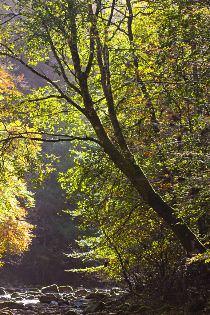 England, Northumberland, Allen Banks & Staward Gorge. Tree on the banks of the River Allen within the gorge.