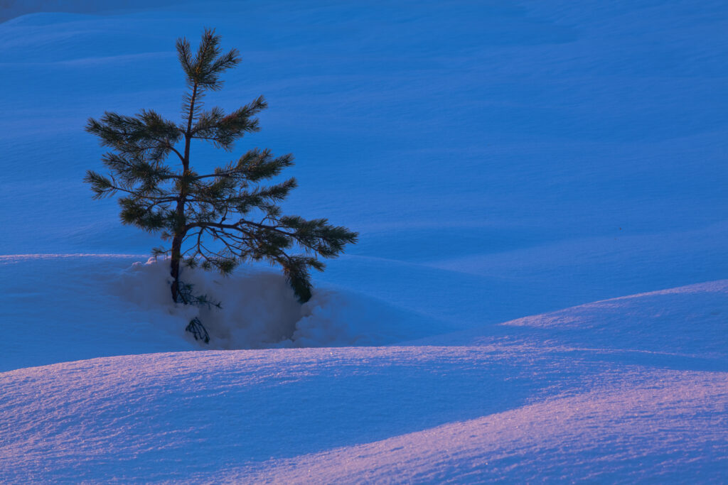 Scotland, Scottish Highlands, Abernethy. Single Fir Tree surrounded by drifting snow in the Cairngorms National Park.