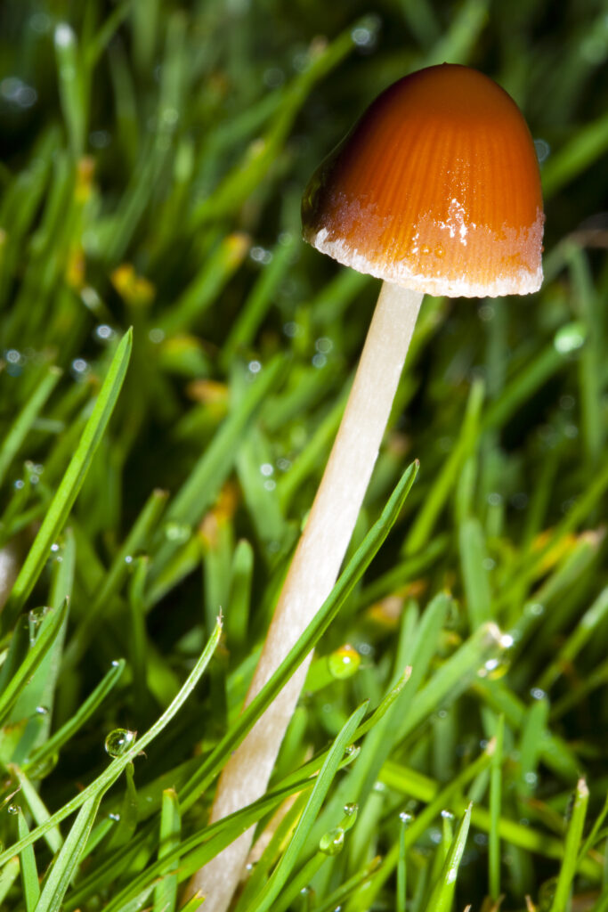 England, Northumberland, Allen Banks & Staward Gorge. Autumn shot of un-identified fungi / mushroom / toad stool.