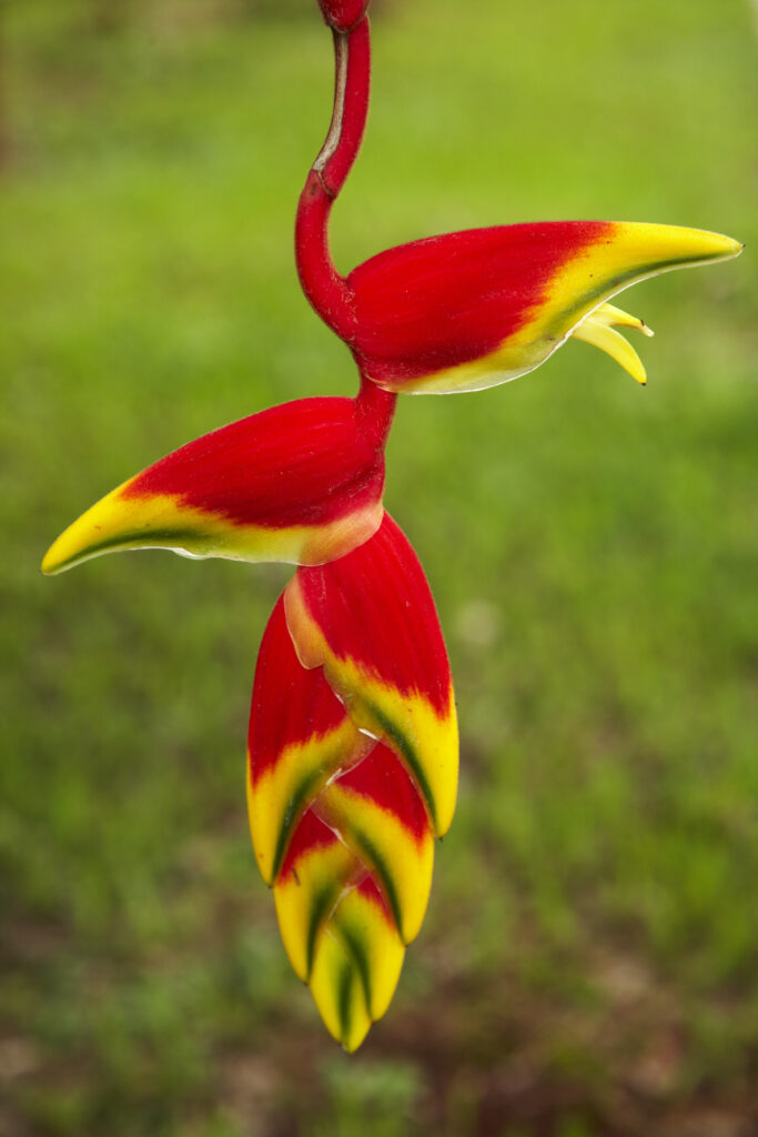 Argentina, Misiones, Iguazu. Exotic, tropical flower in jungle near to the Iguazu National Park.