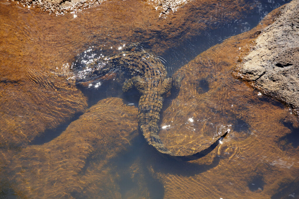 Argentina, Misiones, Iguazu National Park. Alligator / Crocodile river near the Iguazu waterfalls - A world heritage site.