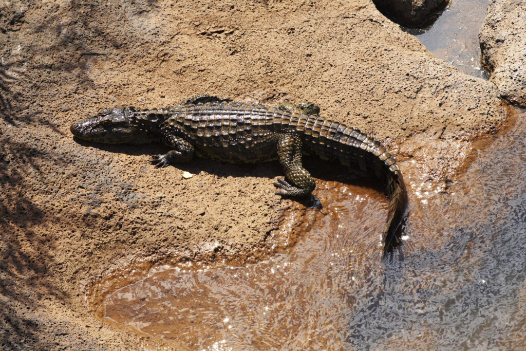 Argentina, Misiones, Iguazu National Park. Alligator / Crocodile river near the Iguazu waterfalls - A world heritage site.